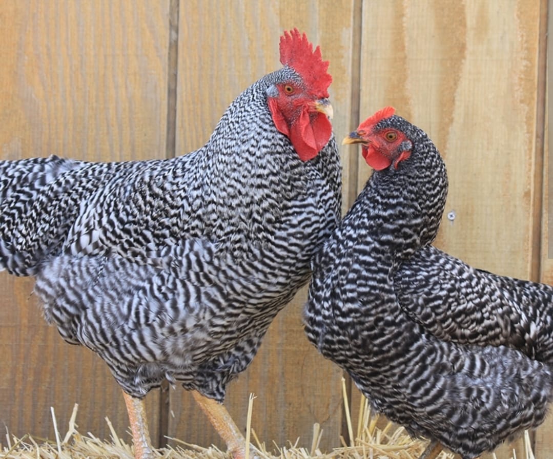 Poultry